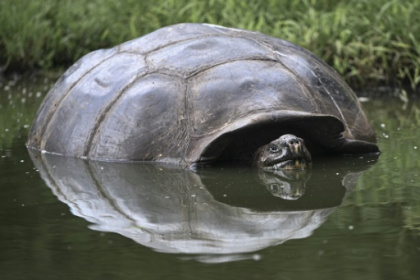 Endangered Galapagos tortoises suffer from human waste.jpg