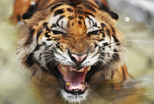 India's tigers climb high as climate, human pressure rises