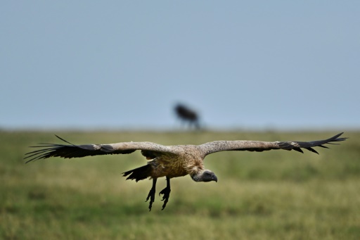 Africa's large birds of prey facing 'extinction crisis': study