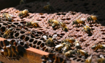 In Colombia, illegally felled timber repurposed to help bees.jpg