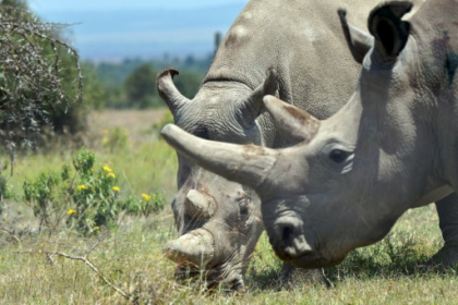 IVF breakthrough could revive nearly extinct rhino species.jpg