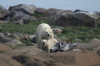 Polar bears struggling to adapt to longer ice-free Arctic periods.jpg