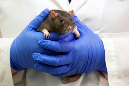 Rats in US police headquarters 'high' from eating seized marijuana