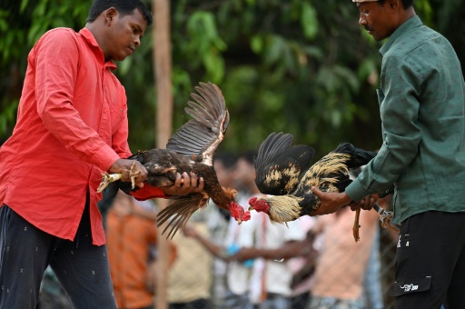 Cockfights still rule the roost in India's forest villages