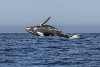 Heatwaves may be driving whale decline in Pacific.jpg