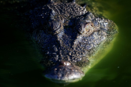 From edge of extinction to Australia's croc 'paradise'.jpg