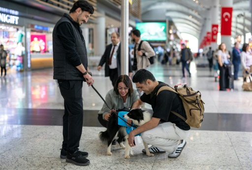 Turkey therapy dogs join Istanbul Airport staff