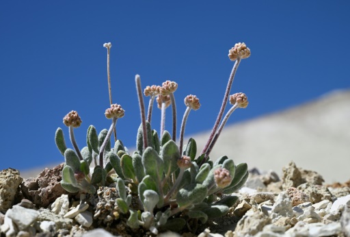 Flower or power? Campaigners fear lithium mine could kill rare plant