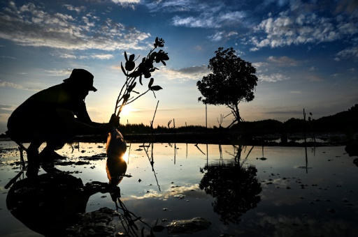 Half of mangrove ecosystems at risk: conservationists