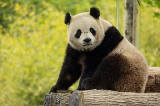 Panda diplomacy is back: China sending two bears to Washington