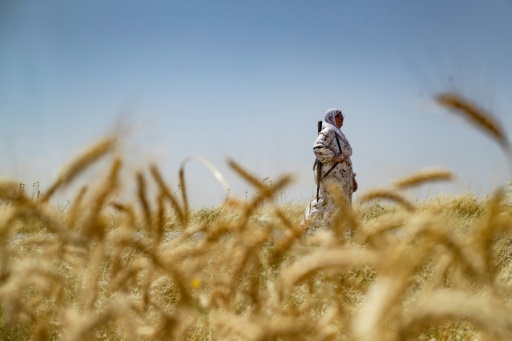 Armed Syrian Kurdish women stand guard over precious wheatfields