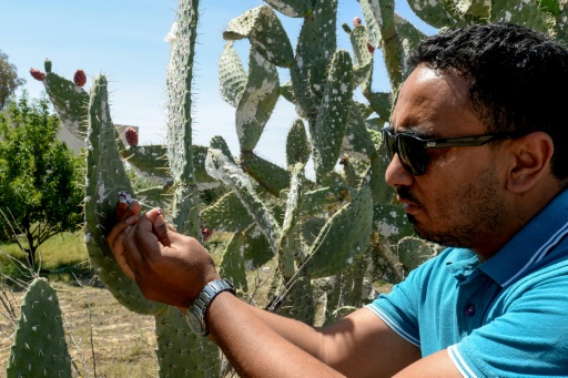 Insect infestation ravages North African prickly pear