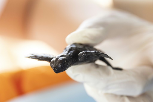 Moonlit scramble across the sand for Turkey's booming baby turtle population