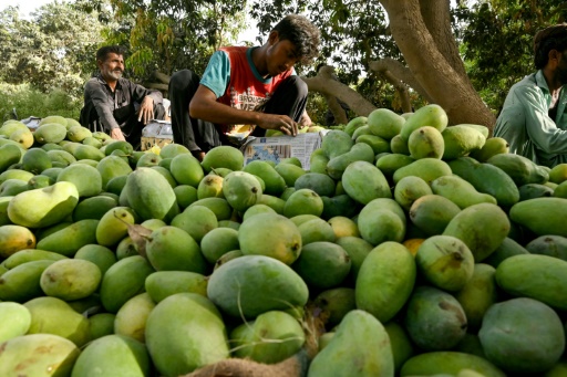 Pakistan farmers pin poor mango crop on climate change