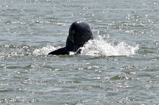 Hope for Mekong dolphins as Cambodia numbers increase: minister