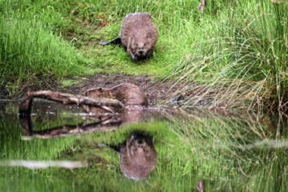 Scottish farmers damn wild beaver reintroduction policy