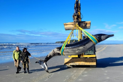 World's rarest whale washes up on New Zealand beach.jpg