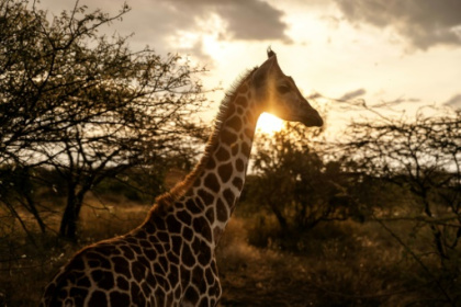 Giraffes bring peace to Kenyan communities once at odds.jpg