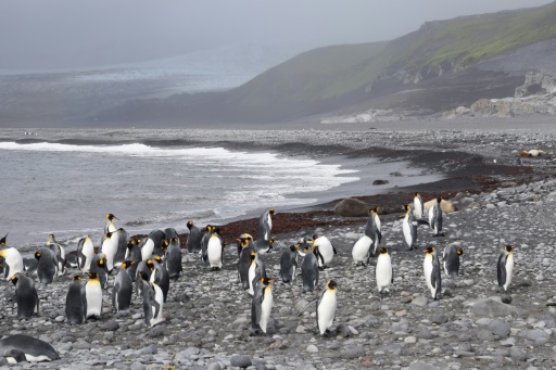 Australia moves to expand Antarctic marine park