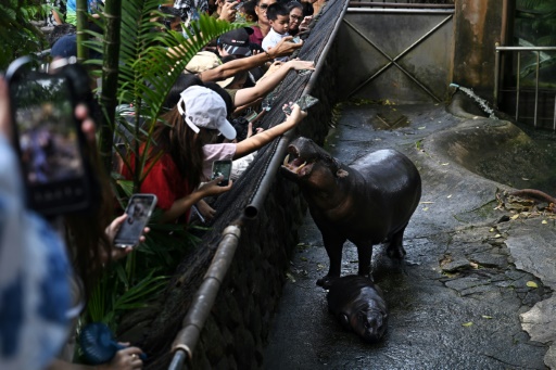 Endangered pygmy hippo goes viral from Thai zoo