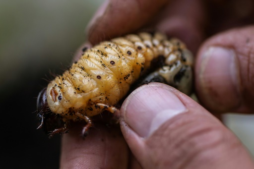 In Colombia, hungry beetle larvae combat trash buildup