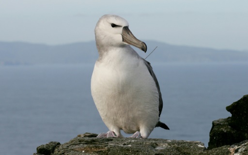 South Africa plan to 'bomb' mice that eat albatrosses alive