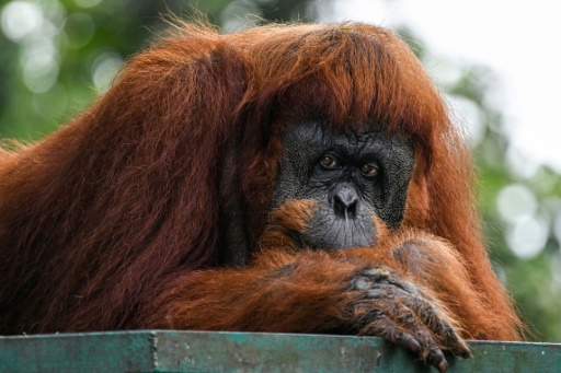 Apes to stay at home as Malaysia tweaks 'orangutan diplomacy'