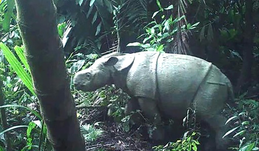 Another rare Javan rhino calf spotted at Indonesia park