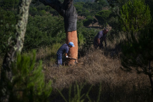 Portugal looks to put new twist on cork industry