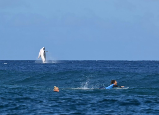 In French Polynesia, boom in whale-based tourism sparks concern