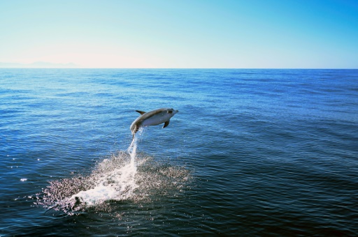 Dolphins flash friendly grins when they're ready to play