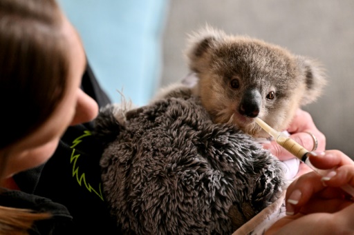 Cars, chlamydia threaten Australian koalas