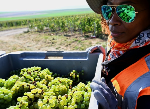 French champagne makers bid to protect seasonal workers from abuse