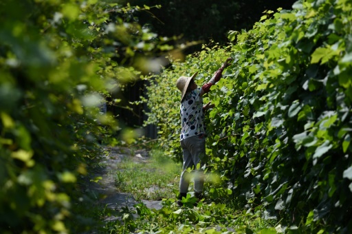 China wine industry looks to breed climate resilience