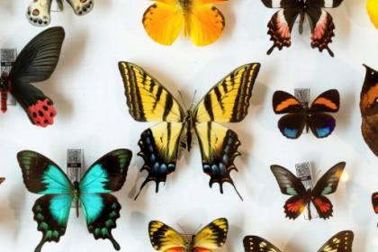 Ailing New Zealand butterfly collector gives away life's work.jpg