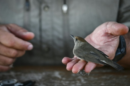 On remote Greek island, migratory birds offer climate clues.jpg