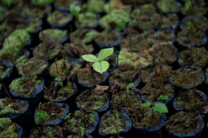 Study suggests sound boosts fungus.jpg