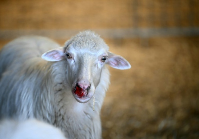 Sardinia's sheep farmers battle bluetongue as climate warms.jpg