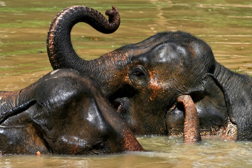 Researchers analyse DNA from dung to save Laos elephants