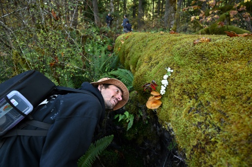 Fungi finding: mushroom hunters seek new species and recognition