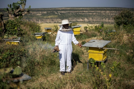 Ethiopia's famed honeybees make slow recovery from war