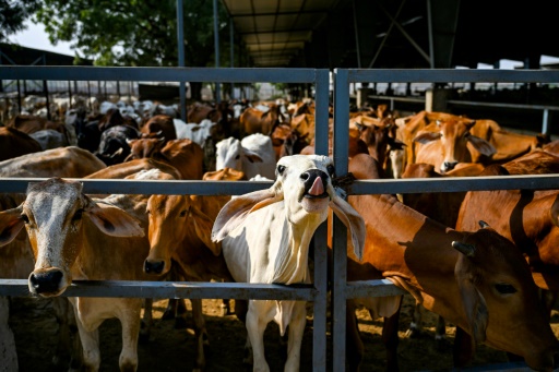 Sacred cow: coal-hungry India eyes bioenergy to cut carbon