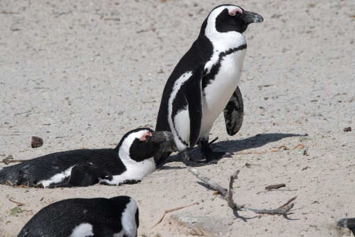 'Critically endangered' African penguins just want peace and food