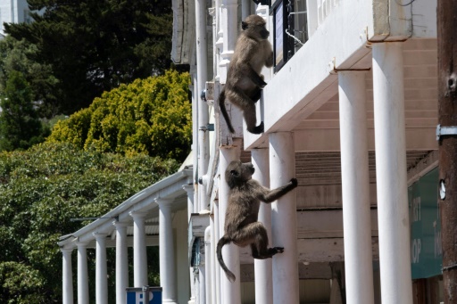 As baboons become bolder, Cape Town battles for solutions