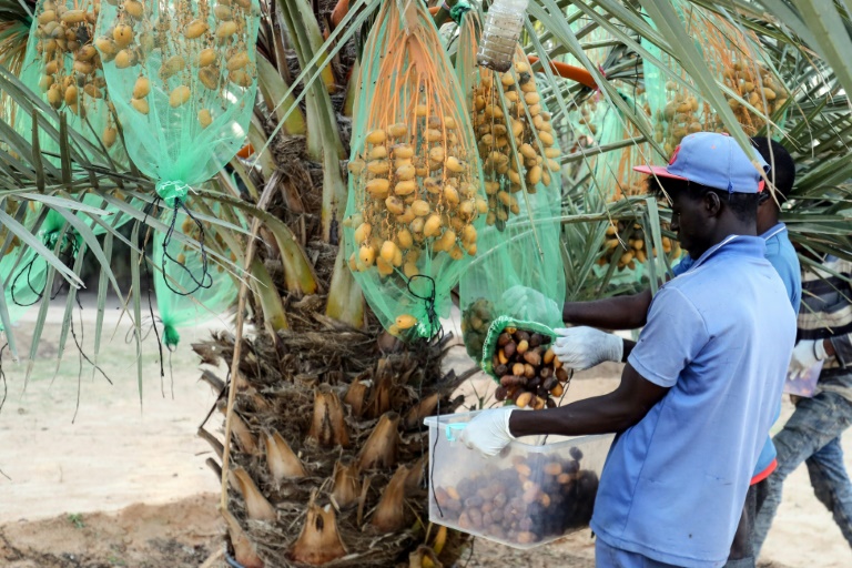 Libya farmer breaks new ground with outlier date variety