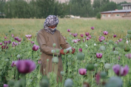 Afghanistan poppy cultivation grows 19 percent despite ban.jpg