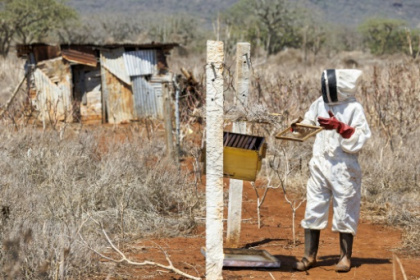 Bees help tackle elephant-human conflict in Kenya.jpg