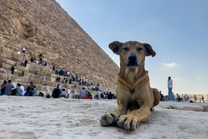 Stray dogs in Giza become tourist draw after 'pyramid puppy' sensation.jpg