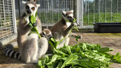 Thailand to return nearly 1,000 trafficked lemurs, tortoises to Madagascar.png