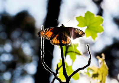 A Monarch butterfly (Danaus plexippus) is pictured at the oyamel firs (Abies religiosa) forest, in Ocampo municipality, Michoacan State in Mexico on December 19, 2016